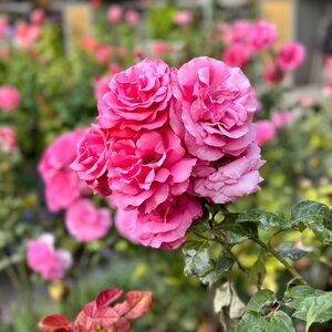 Meet your Posher, Miya